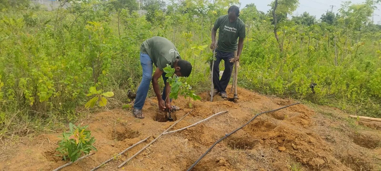 Chennai Tree Planting 2
